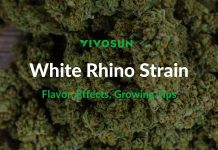 White Rhino Strain