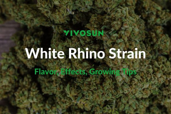 White Rhino Strain