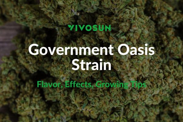 Government Oasis Strain
