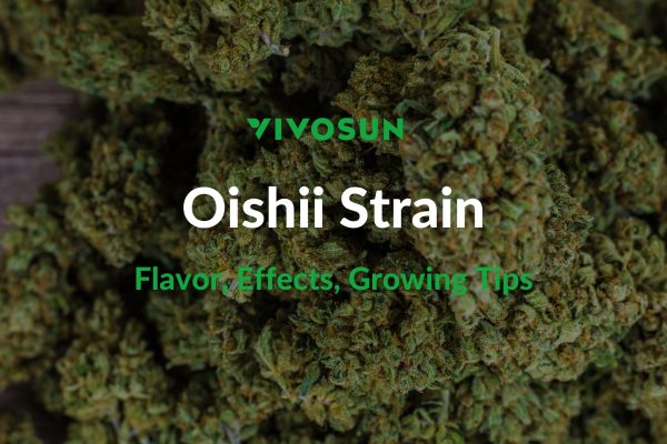 Oishii Strain