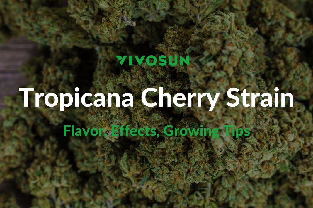Tropicana Cherry Strain