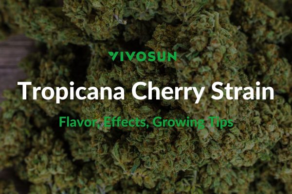 Tropicana Cherry Strain