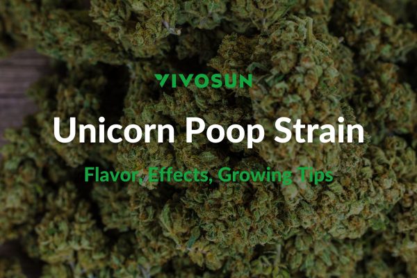 Unicorn Poop Strain