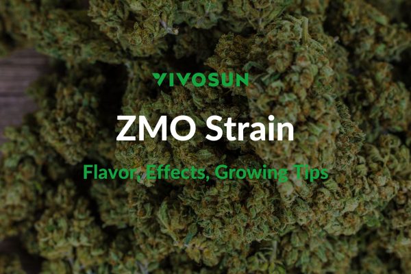 ZMO Strain