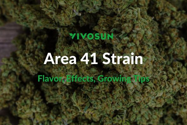 Area 41 Strain