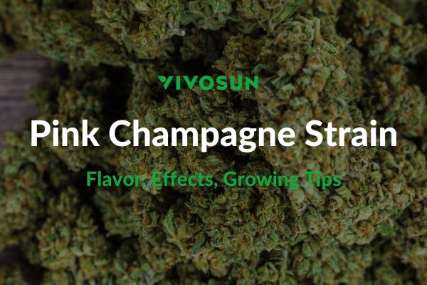 Pink Champagne Strain