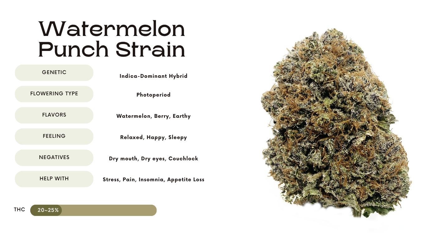 Watermelon Punch Strain: Everything You Need to Know - Vivosun