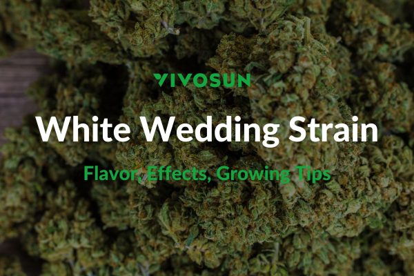 White Wedding Strain