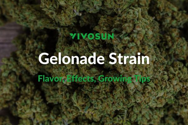 Gelonade Strain