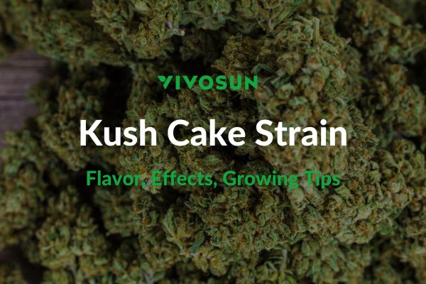 Kush Cake Strain