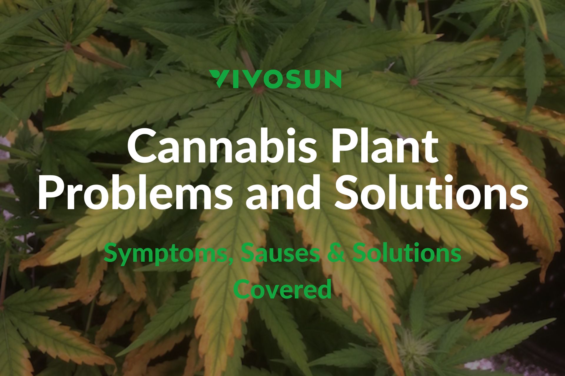 common cannabis plant problems and solutions