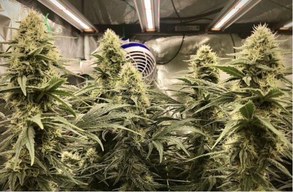 healthy flowering plant