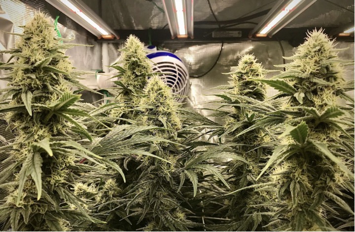 healthy flowering plant