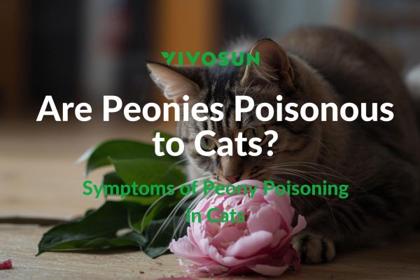 Are Peonies Poisonous to Cats