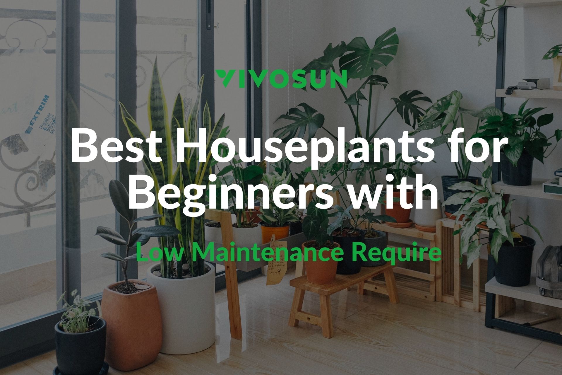 Best Houseplants for Beginners
